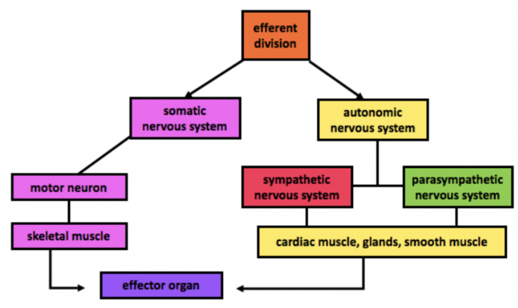 JoVE Science Education > Drugs Acting on Autonomic Nervous System:  Adrenergic Agonists and Antagonists Agents