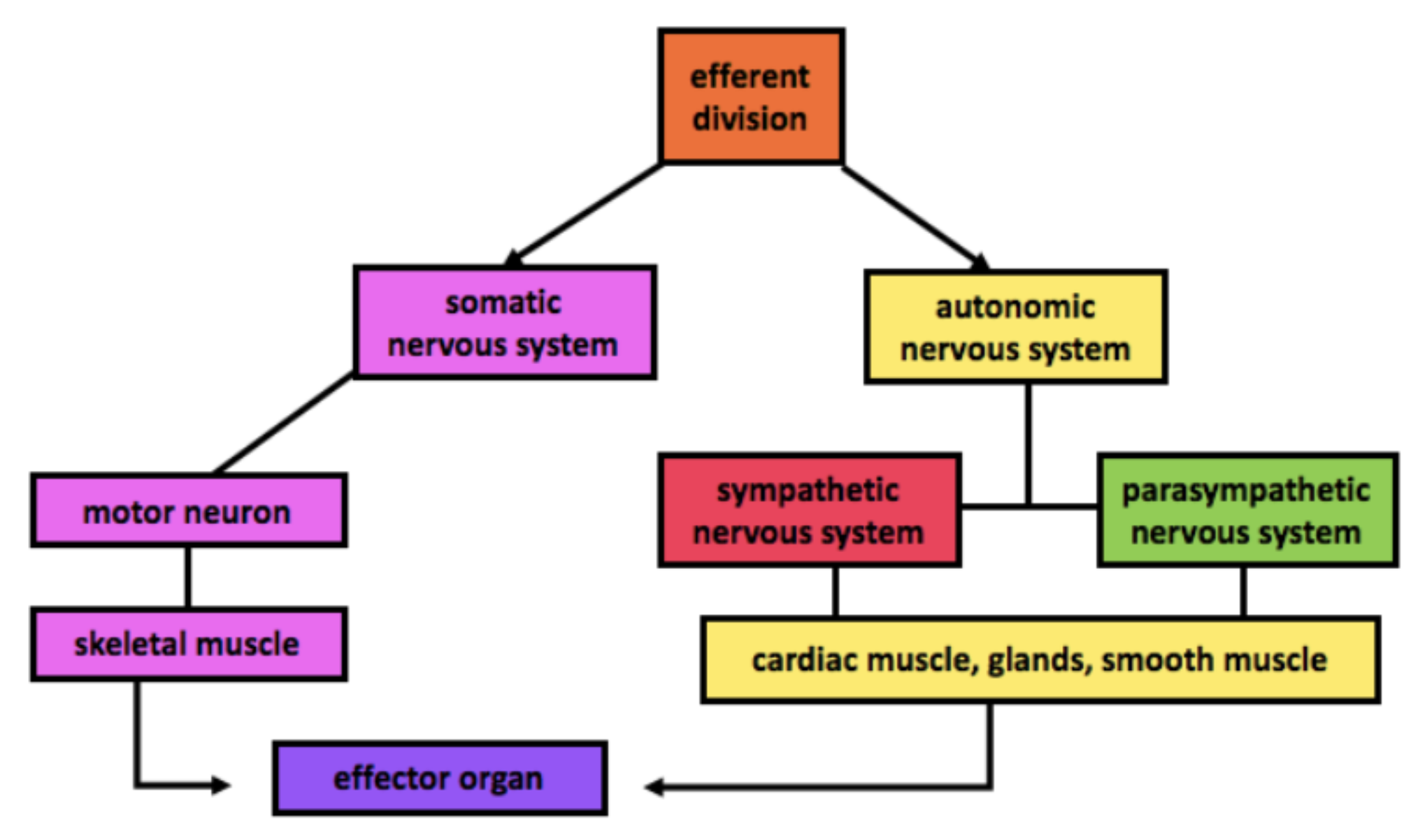 somatic nervous system example