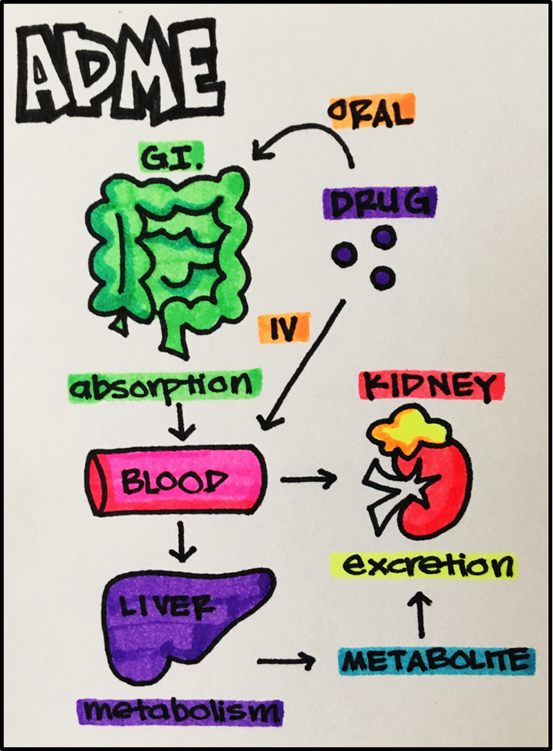 excursion definition pharmacology