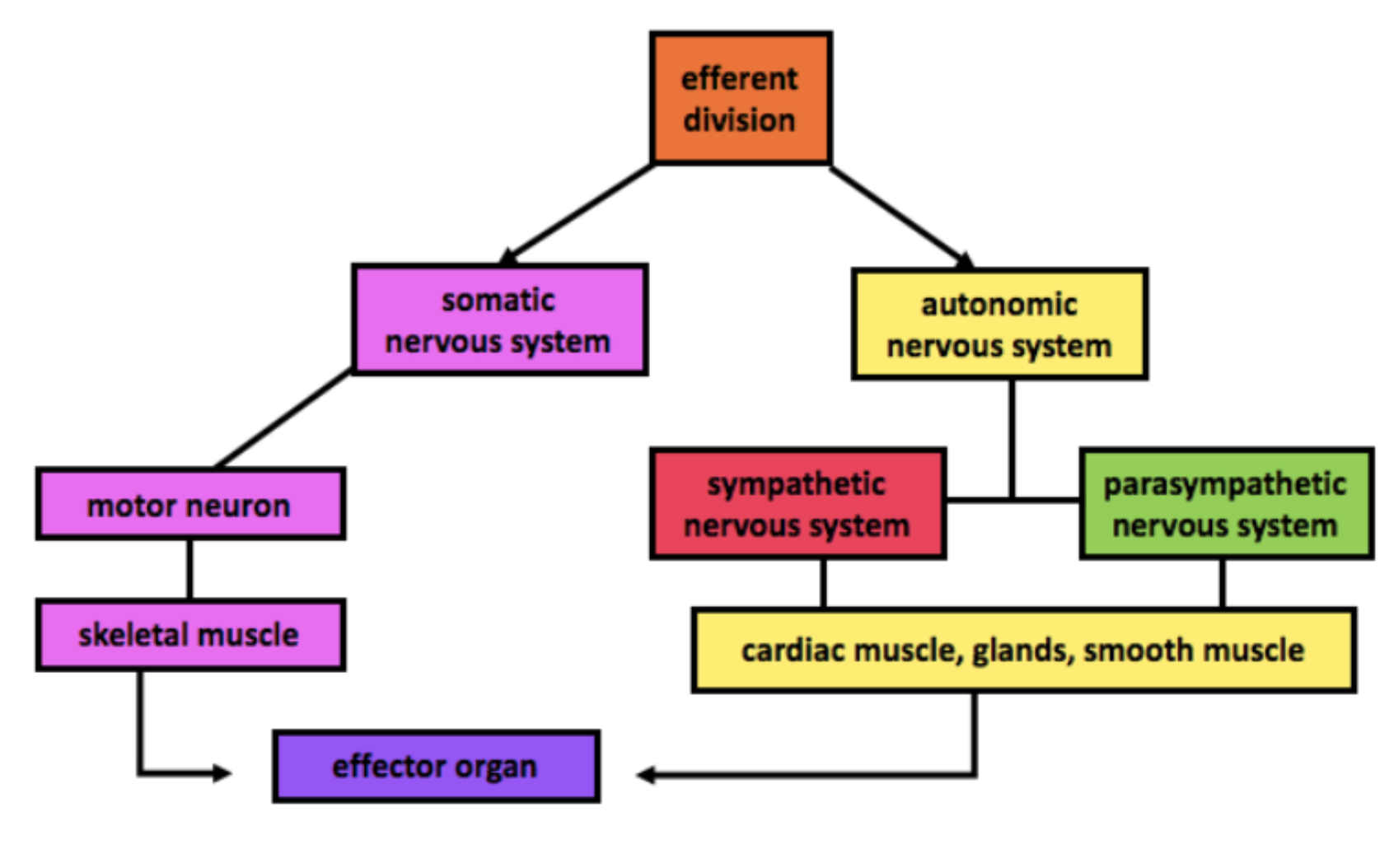 autonomic vs somatic nervous system