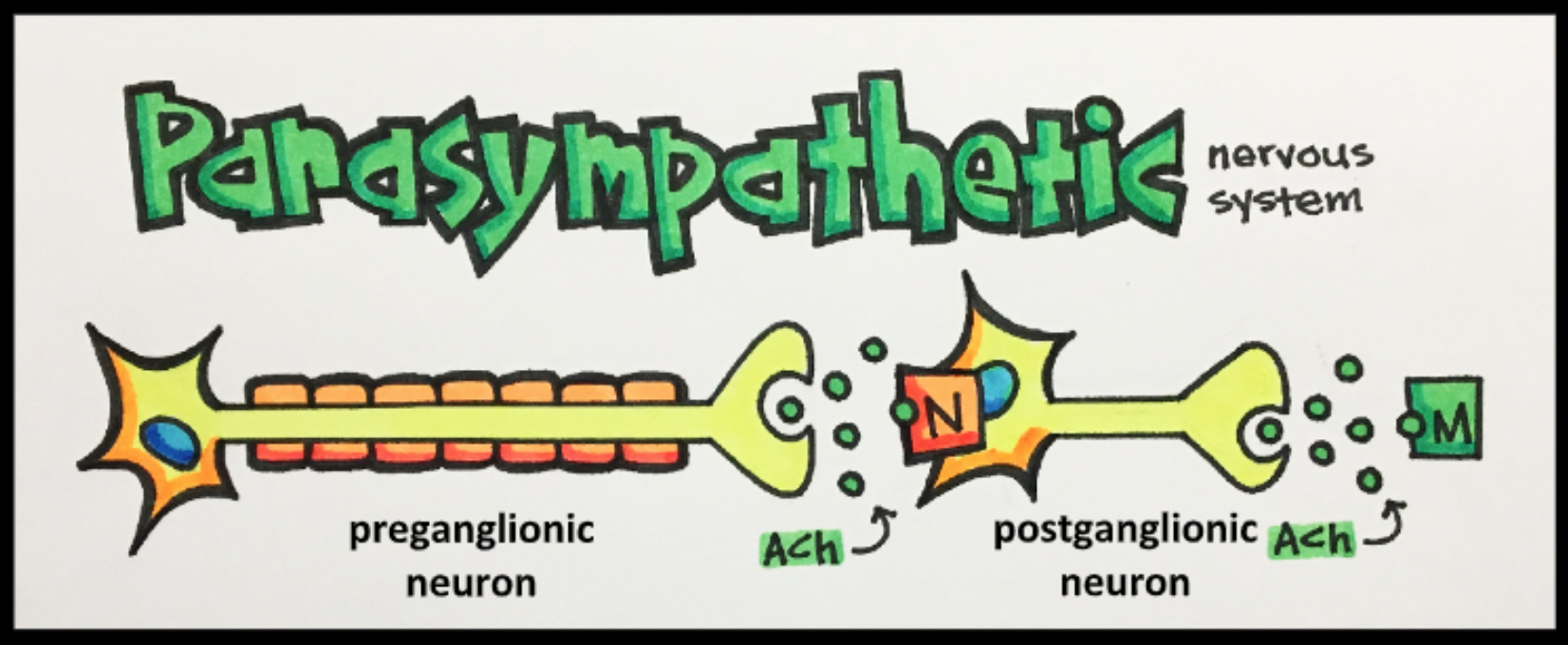 Parasympathetic