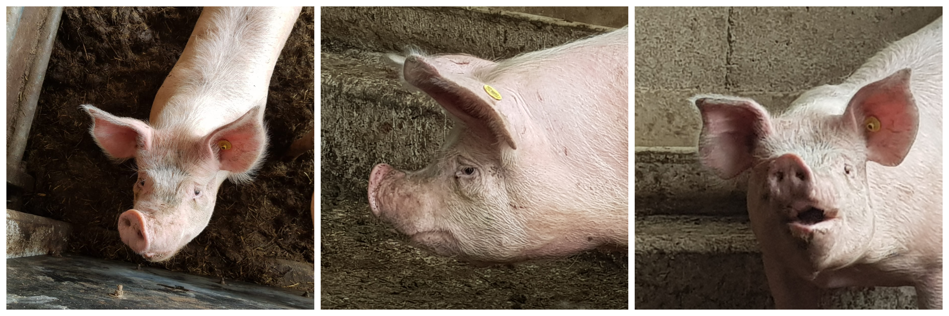collage of 3 pictures of face and profile of a pig with deviated and shortened snout due to lesions from atrophic rhinitis