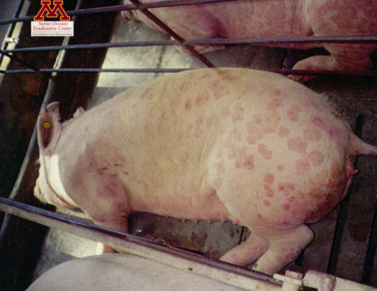 Erysipelas \u2013 Swine Diseases