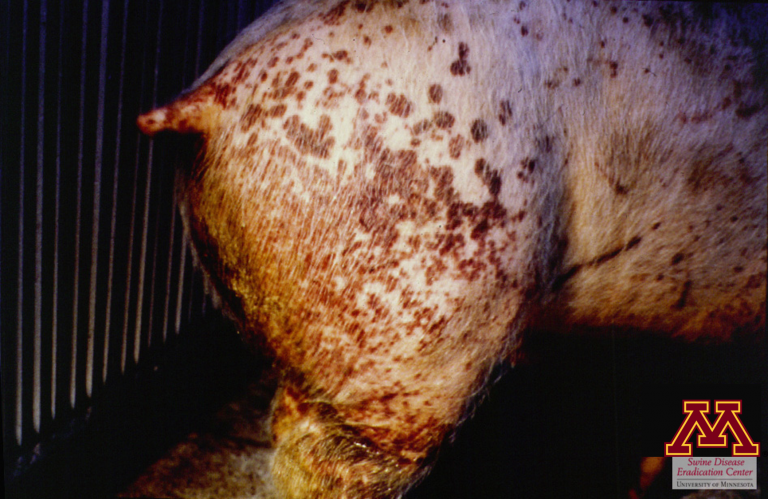 Porcine Circovirus Associated Diseases (PCVAD) – Swine Diseases