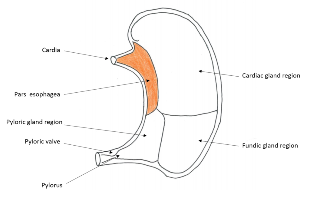 Anatomy of the pig stomach