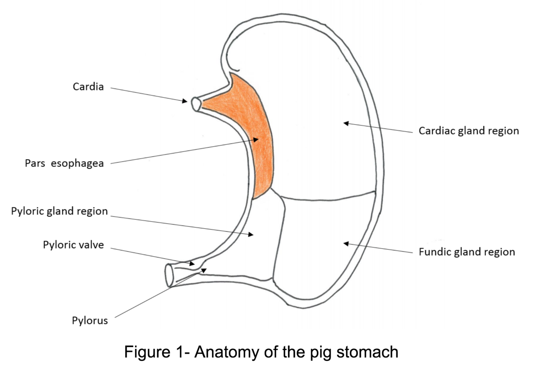 Anatomy of the pig stomach