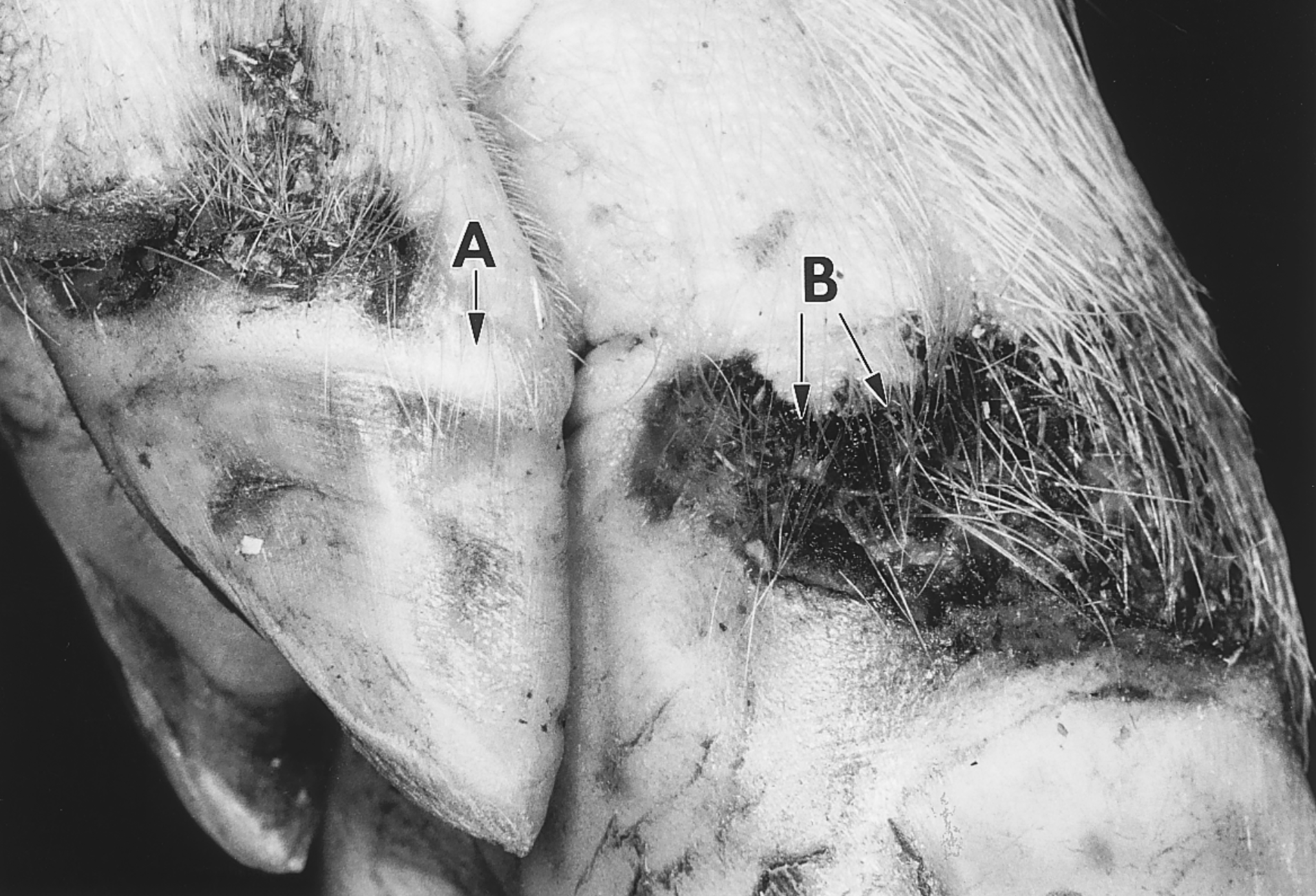 vesicular disease in pigs