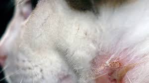 Cat bite abscess on left side of face