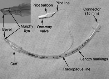 Picture of an ET with parts labled, connector on one end and bevel with Murphy eye and cuff on the end that goes into the trachea, pilot balloon is attached to the cuff via a pilot line