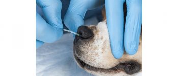 SA NG Tube Placement – Veterinary Clinical Skills Compendium