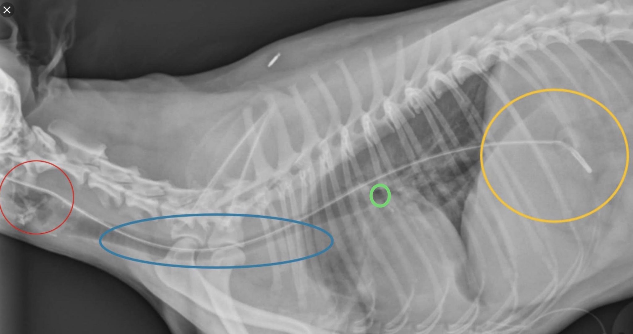 SA NG Tube Placement Veterinary Clinical Skills Compendium