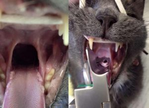 open mouth of cat without laryngoscope on left-unable to see arytenoid cartilages, right side shows arytenoid cartilages nad epiglottis opened up by pressure on base of tongue by blade of laryngoscope