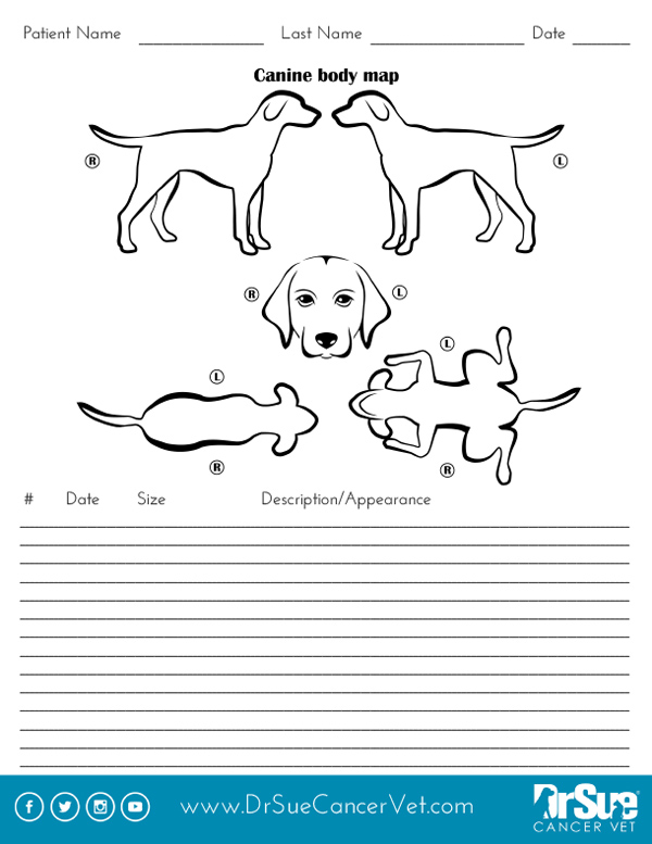 canine-internal-anatomy-chart-poster-laminated-ubicaciondepersonas