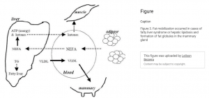 Fatty liver hotsell in cats