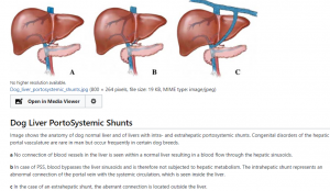 can liver shunt in dogs be cured