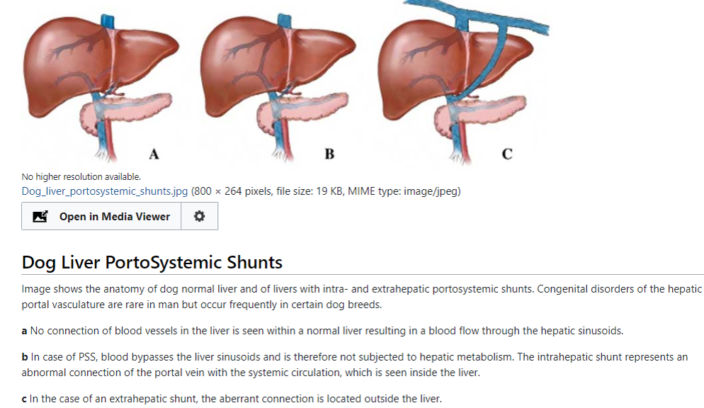 Liver shunts – Vet Med: Applied GI Physiology- Supplemental Notes