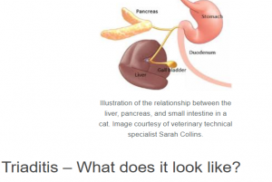 diet for triaditis in cats