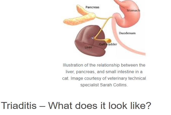 Feline triaditis Inflammatory bowel disease, pancreatitis and