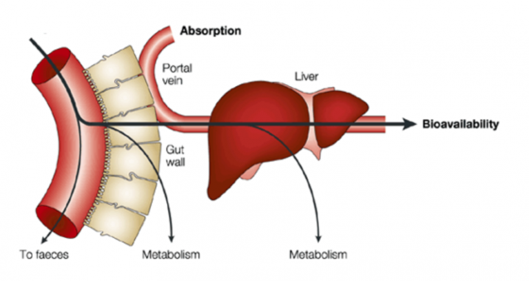 drugs-and-the-liver-vet-med-applied-gi-physiology-supplemental-notes