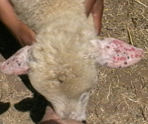 sheep with reddened ulcerated ears from sunburn