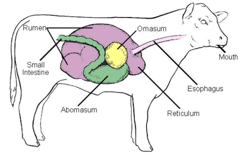 Monogastric digestive hotsell system dog