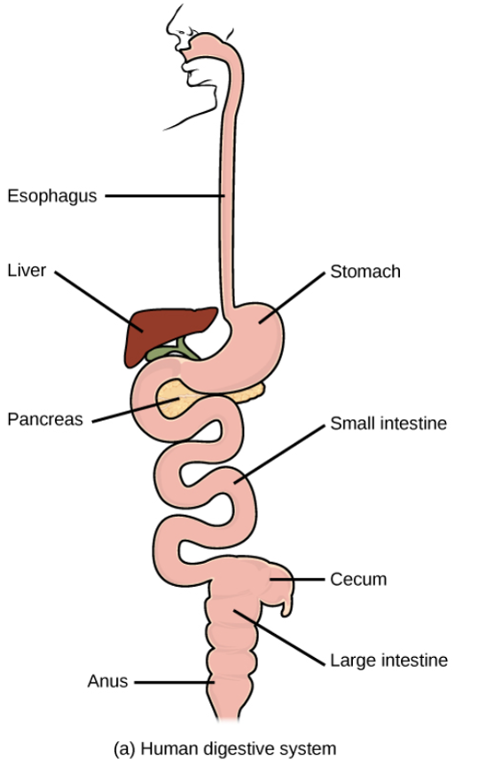 Digestion-related anatomy – Vet Med: Applied GI Physiology ...