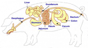 Monogastric digestive system on sale dog