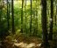 12. Wildlife and Forest Management – Woodland Stewardship: A Practical ...