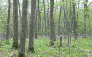 An oak woodland