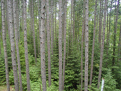 A red pine woodland with balsam fir.