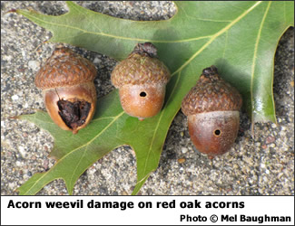 Acorn weevil