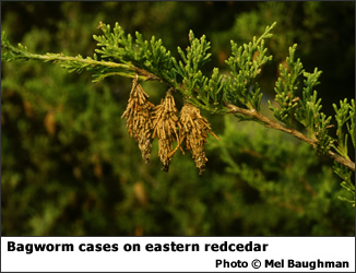 Bagworm cases on eastern red cedar