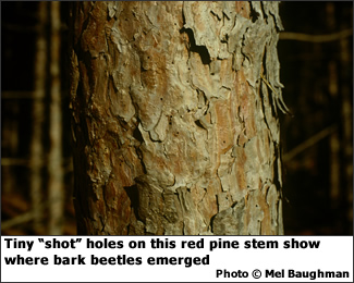 Bark beetle exit holes on red pine