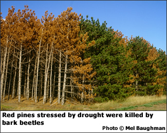Bark beetle killed red pine (Thumbnail)
