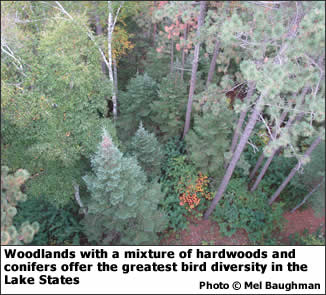 Woodlands with a mixture of hardwoods and conifers offer the greatest bird diversity in the Lake States.
