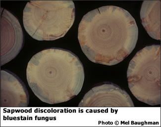 Bluestain fungus