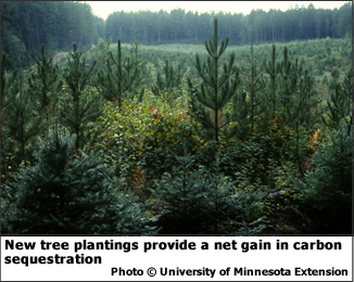 New tree plantings provide a net gain in carbon sequestration