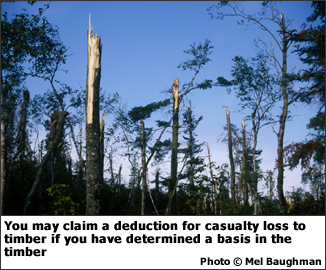 You may claim a deduction for a casualty loss to timber if you have determined a basis in the timber