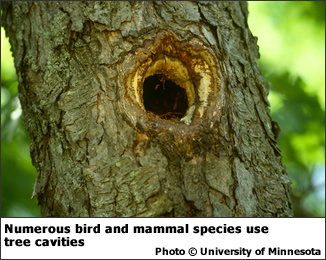 Numerous bird and mammal species use tree cavities.