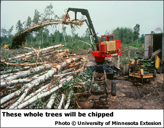 These whole trees will be chipped.