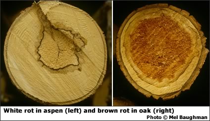 White rot in aspen (left) and brown rot on oak (right) (Thumbnail)