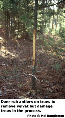 Deer antler damage on white pine