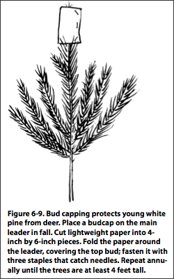 Figure 6-9: Bud caping protects young white pine from deer.