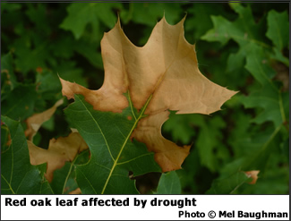 Drought damage on red oak leaf