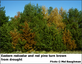 Drought damage on red cedar and red pine