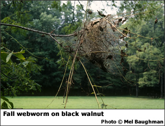 Fall webworm