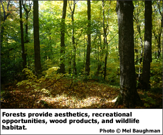 Forests provide aesthetics, recreational opportunities, wood products, and wildlife habitat.