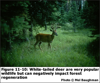 Figure 11-10: White-tailed deer are very popular wildlife, but can negatively impact forest regeneration