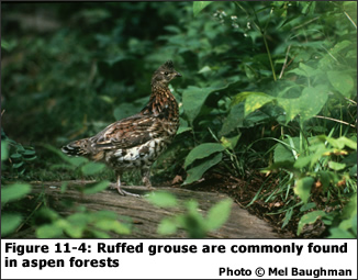 11-4: Ruffed grouse are commonly found in aspen forests