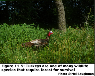 Figure 11-5: Turkeys are one of many wildlife species that require forests for survival